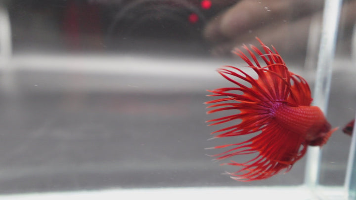 Crowntail Red Betta Fish