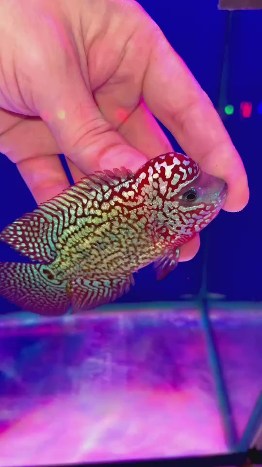 Rare Kamfa Flowerhorn