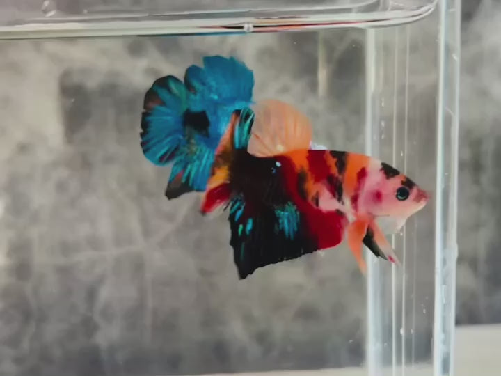 Rare Koi Multicolors Betta Fish