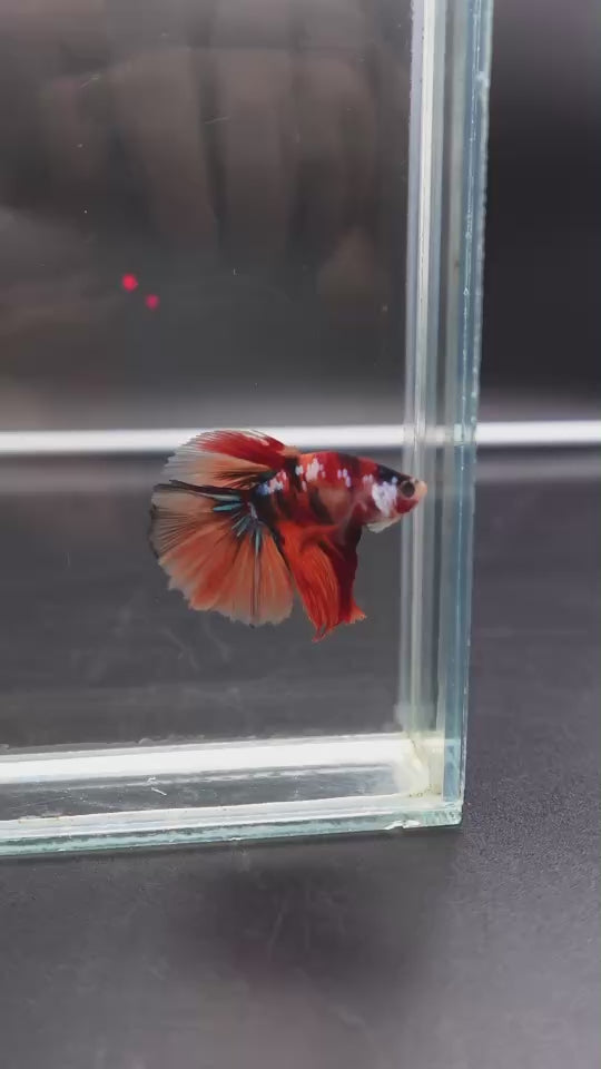 Rare Halfmoon Multicolors Betta Fish
