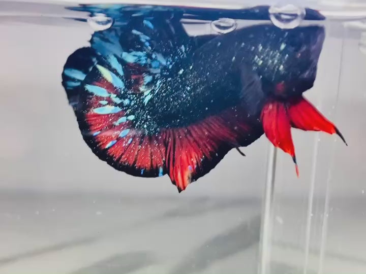 Rare Avatar Betta Fish