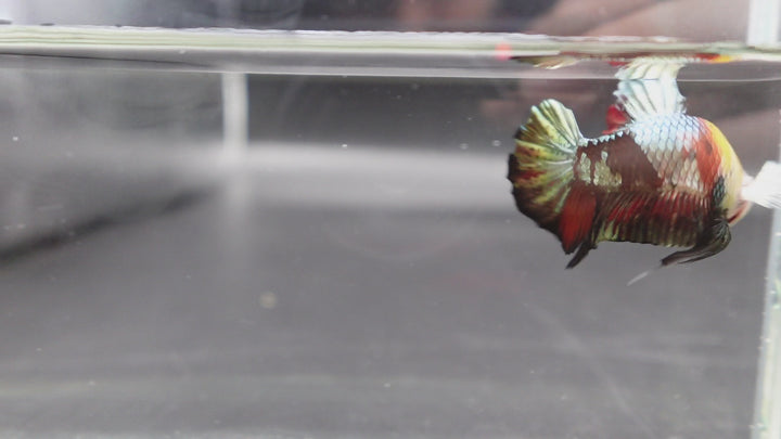 Competition grade - Multicolors White Face Betta Fish