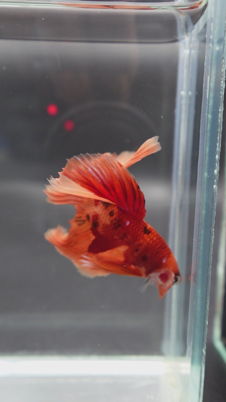 Rare Halfmoon Multicolors Betta Fish