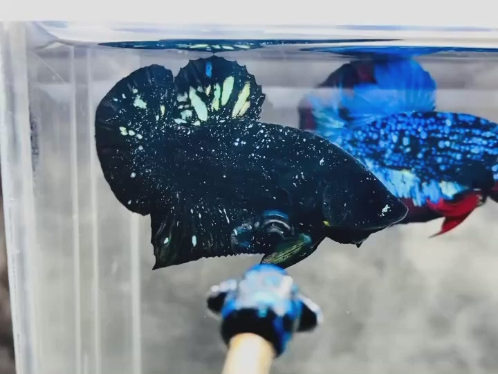 Rare Avatar Betta Fish