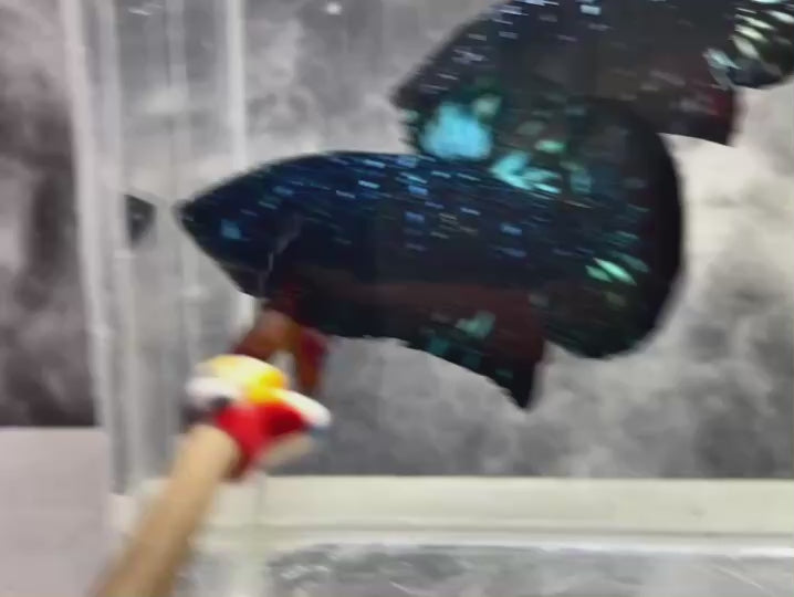 Rare Avatar Betta Fish