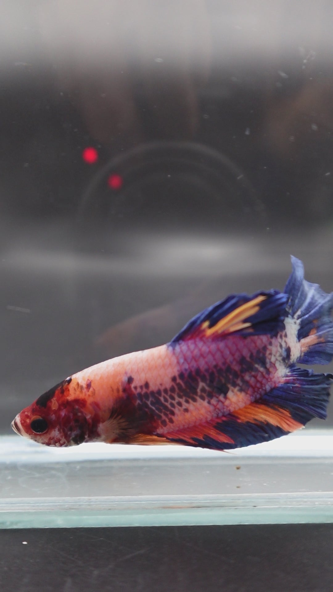 Rare Giant Multicolors Betta Fish