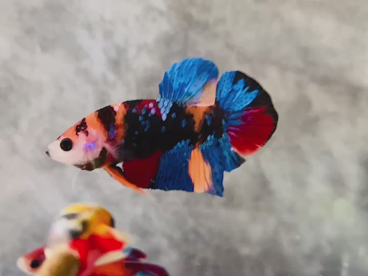 Rare Koi Multicolors Betta Fish