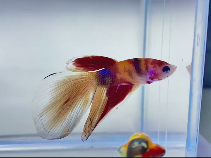 Rare Veiltail Koi Betta Fish