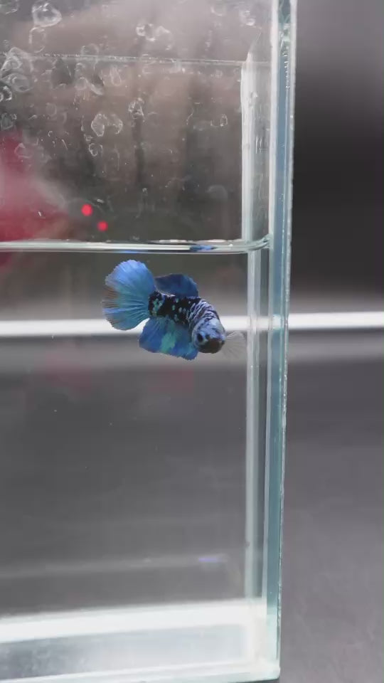 Rare Avatar Betta Fish