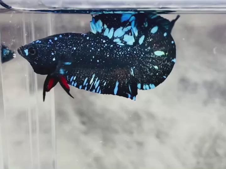 Rare Avatar Betta Fish