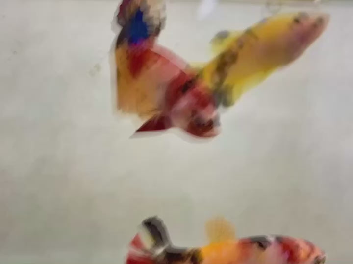 Rare Pair Koi Multicolors Betta Fish