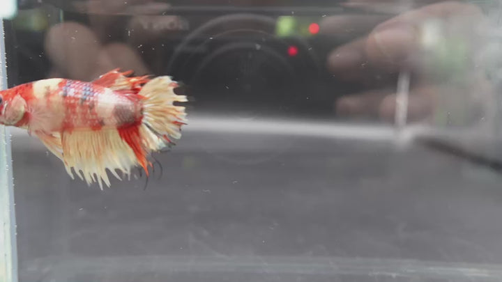 Rare CTPK Koi Betta Fish