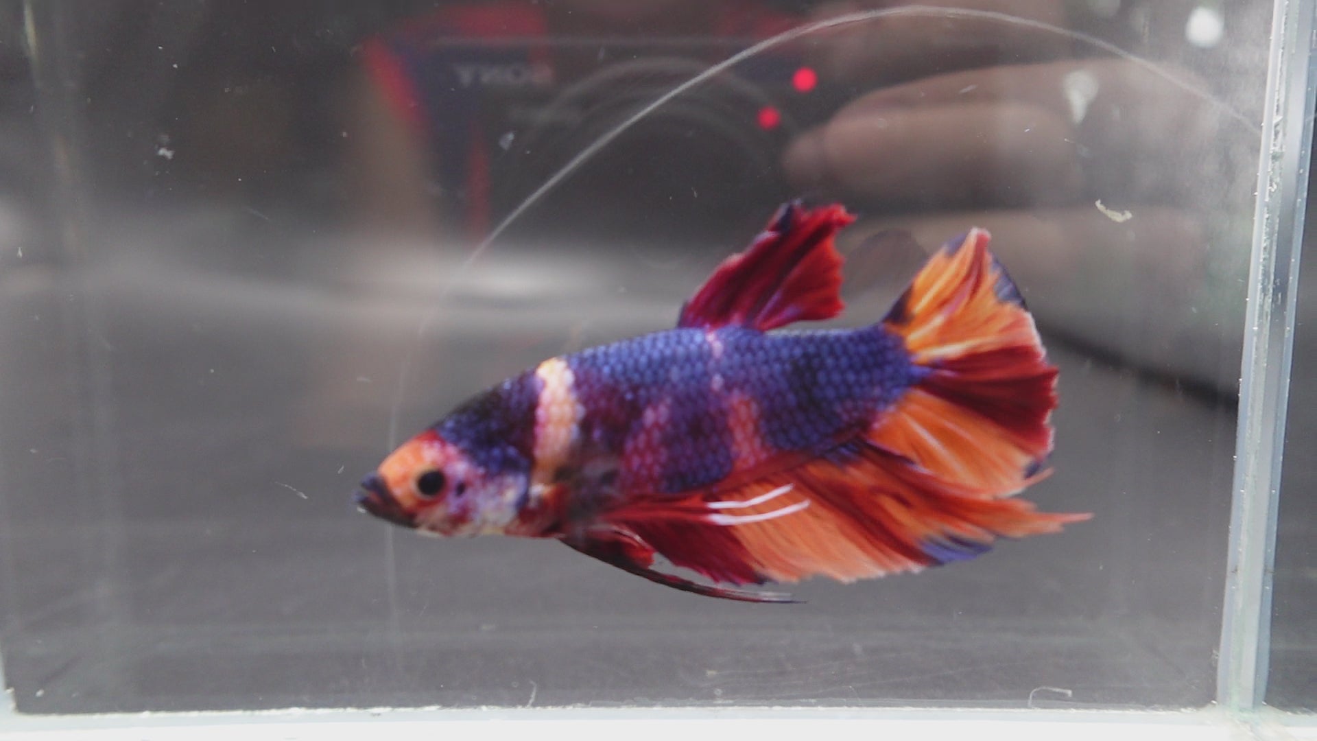 Rare Giant Multicolors Betta Fish