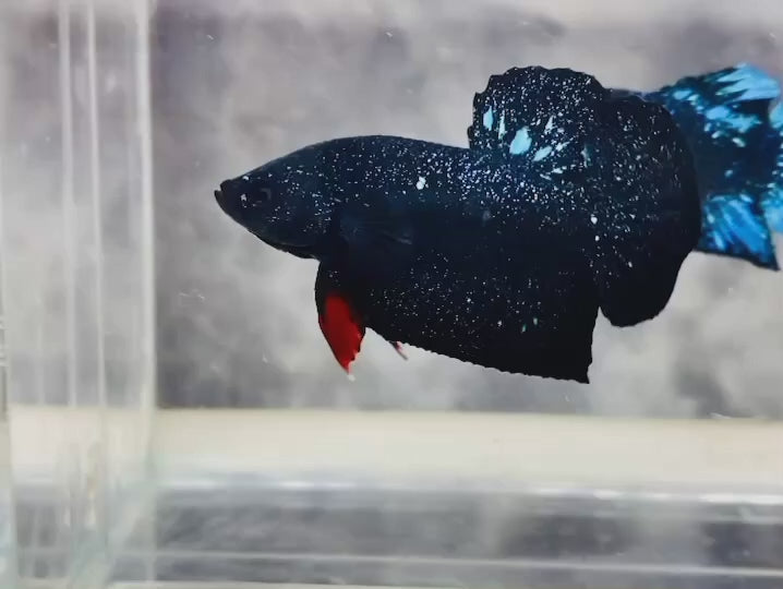 Rare Avatar Betta Fish