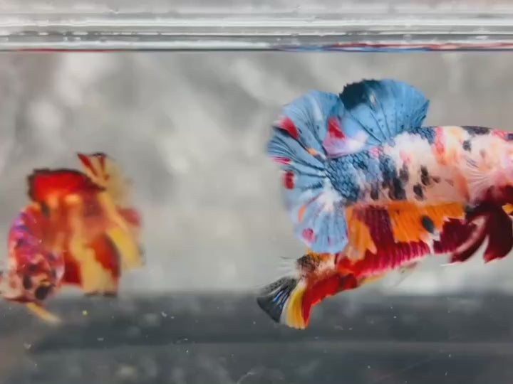 Rare Pair Koi Multicolors Betta Fish