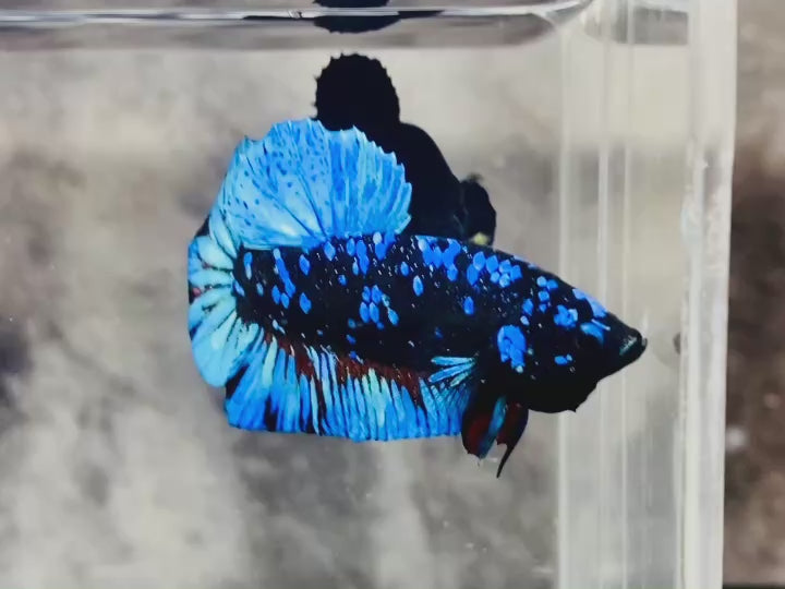 Rare Avatar Betta Fish (Male)