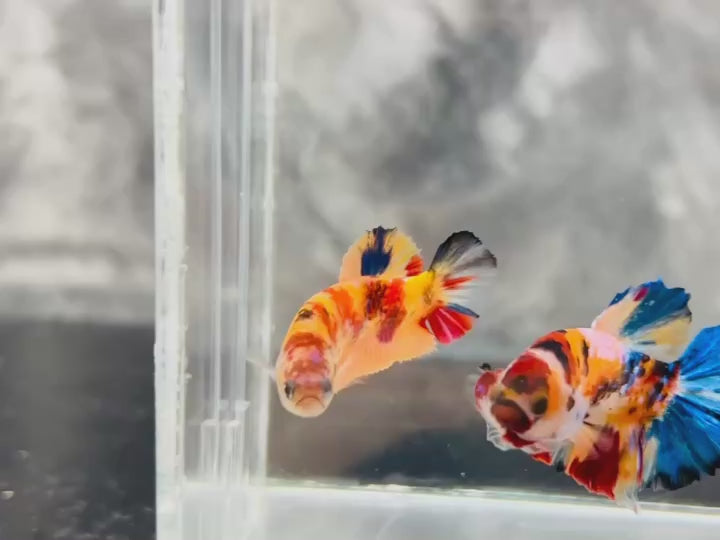 Rare Pair Koi Multicolors Betta Fish