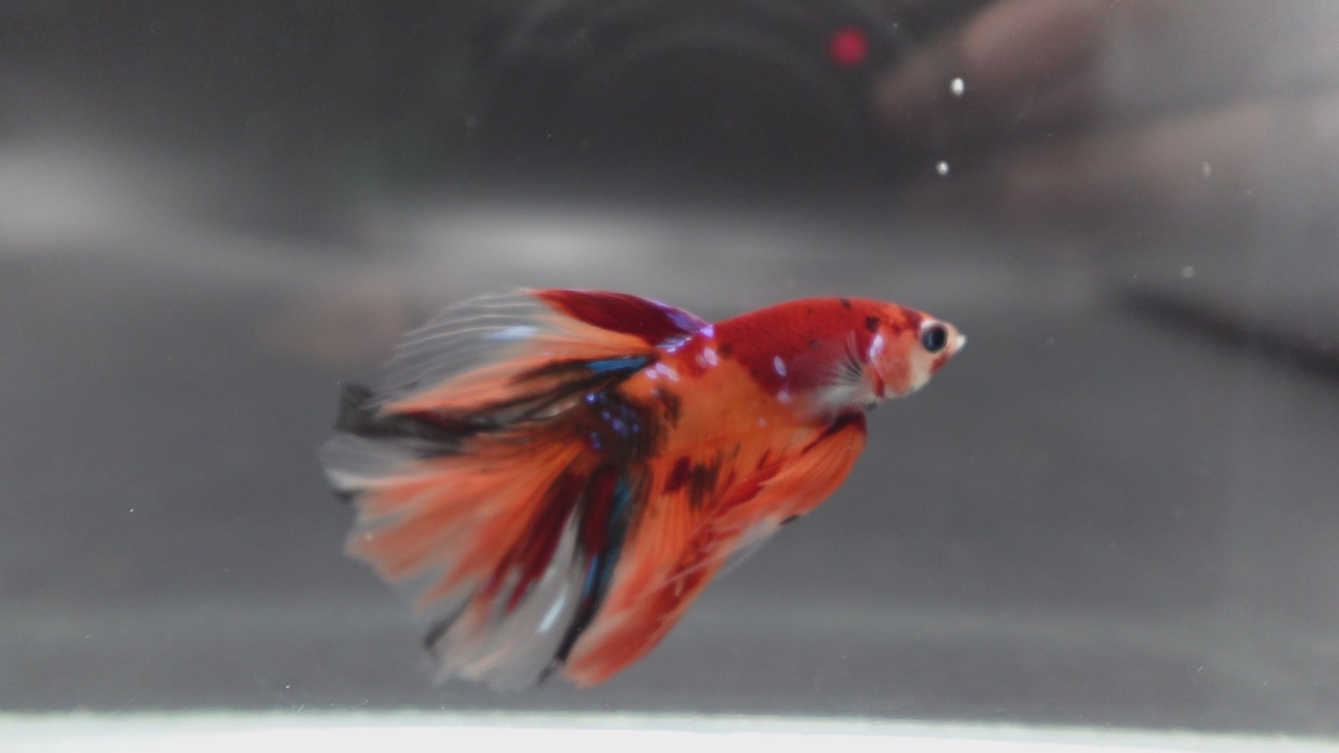 Rare Halfmoon Multicolors Betta Fish