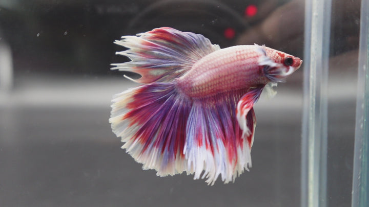 Competition Halfmoon Lollipop Betta Fish