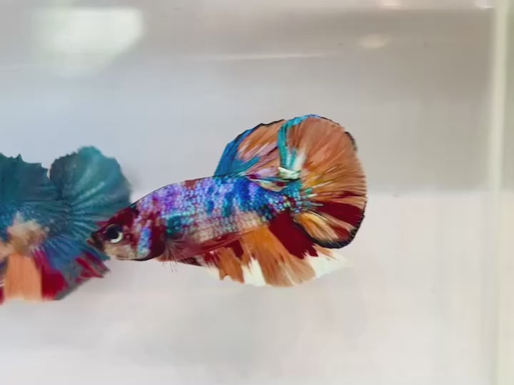 Rare Koi Multicolors Betta Fish