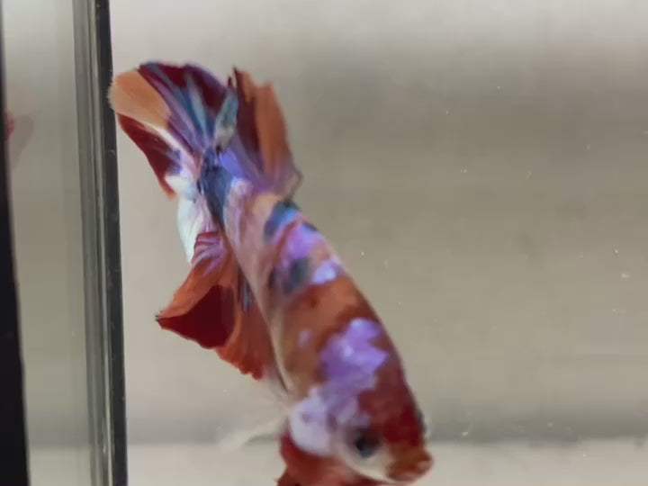 Rare Pair Koi Multicolors Betta Fish