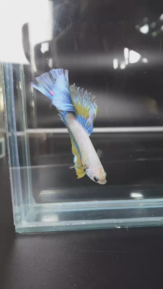 Rare Halfmoon Mustard Butterfly Betta Fish