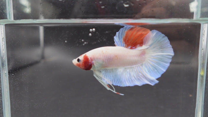 Competition Giant Koi Betta Fish