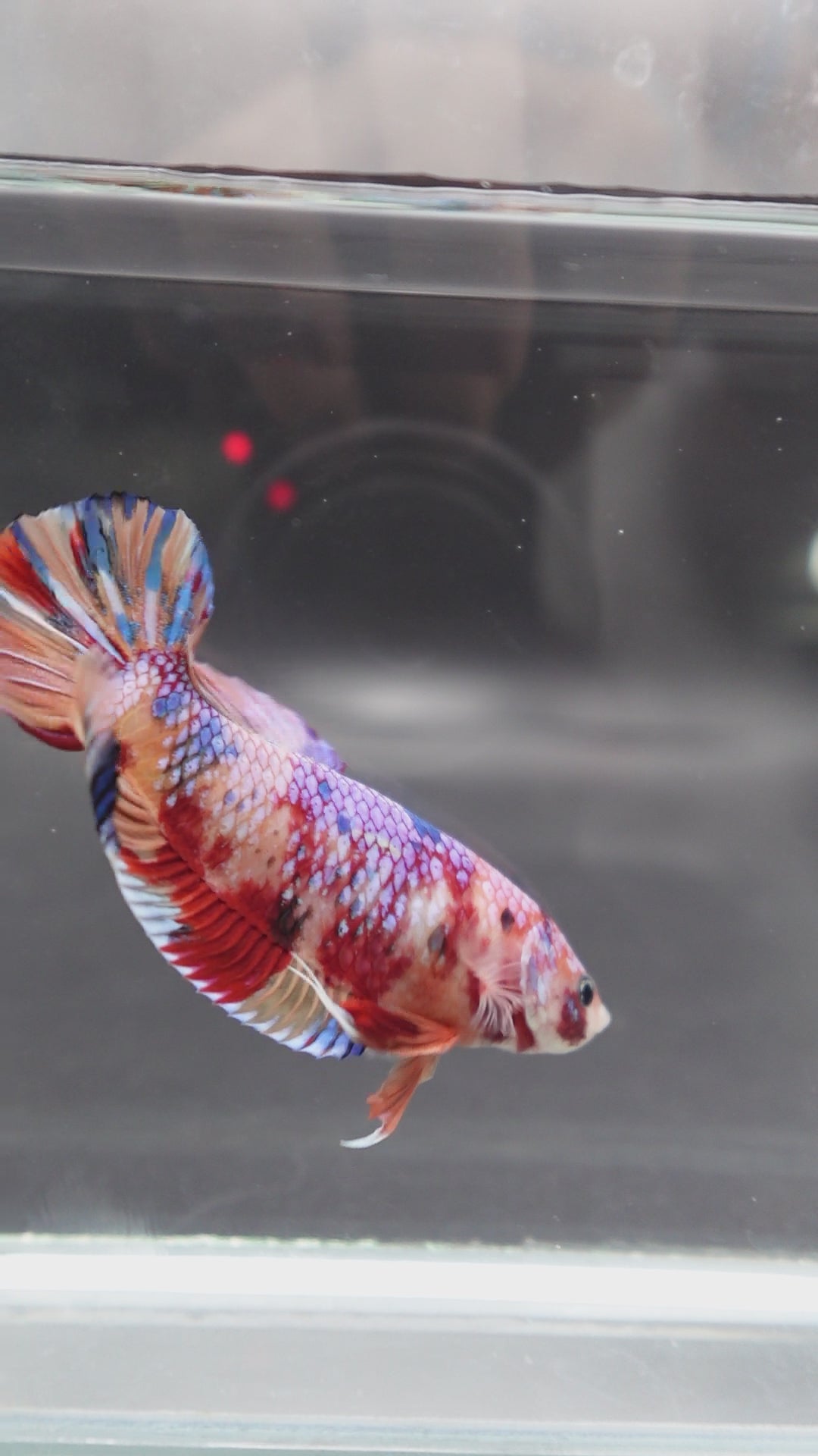 Rare Giant Multicolors Betta Fish