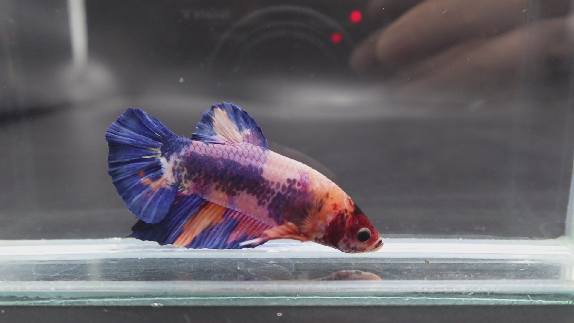 Rare Giant Multicolors Betta Fish