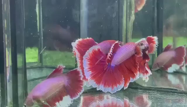 Couple Halfmoon Ruby Red Butterfly Betta Fish