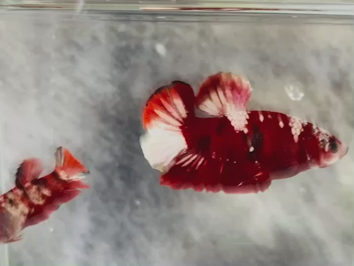 Rare Pair Red Copper Betta Fish