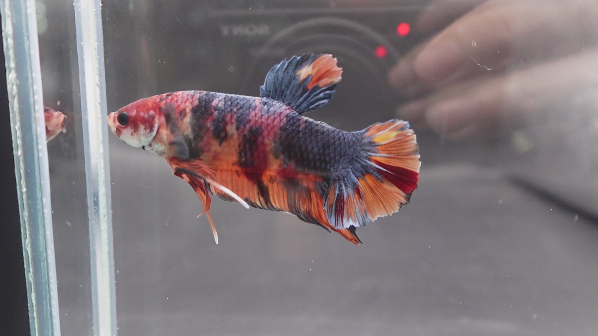 Rare Giant Multicolors Betta Fish