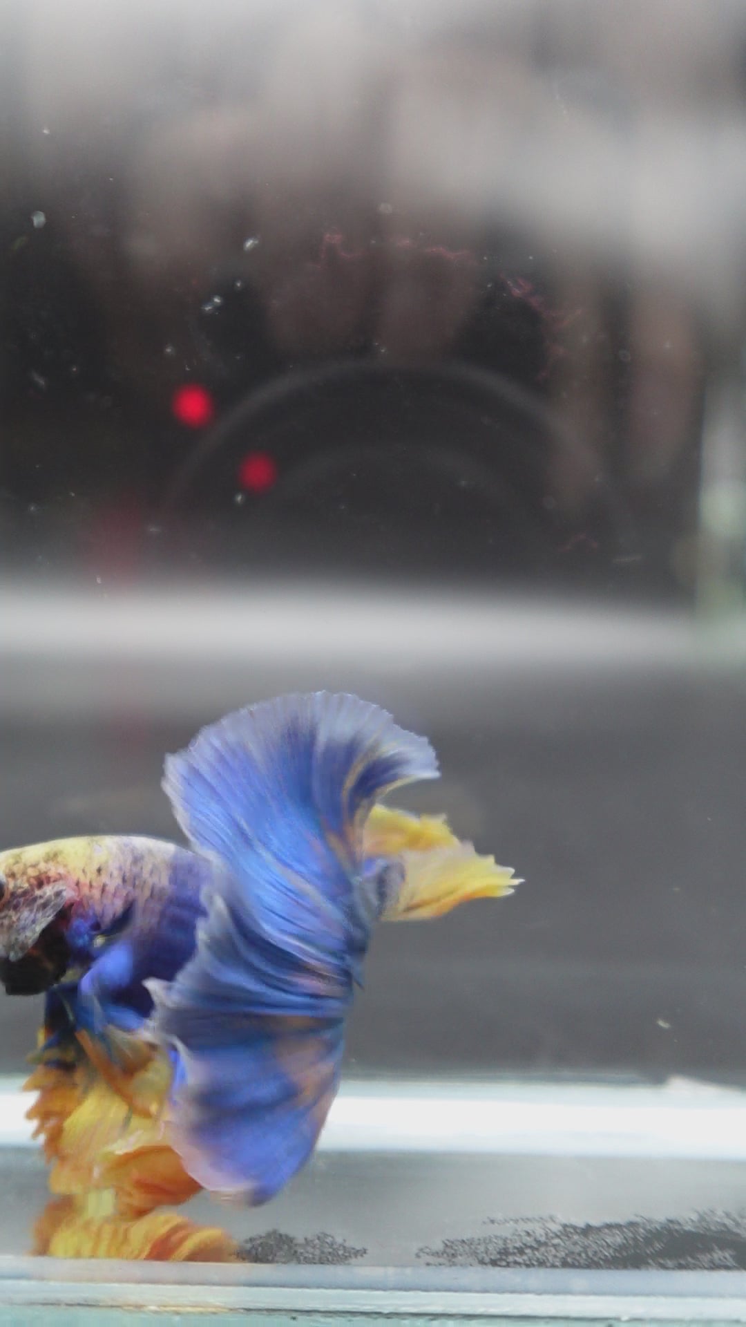 Halfmoon Blue Mustard Betta Fish