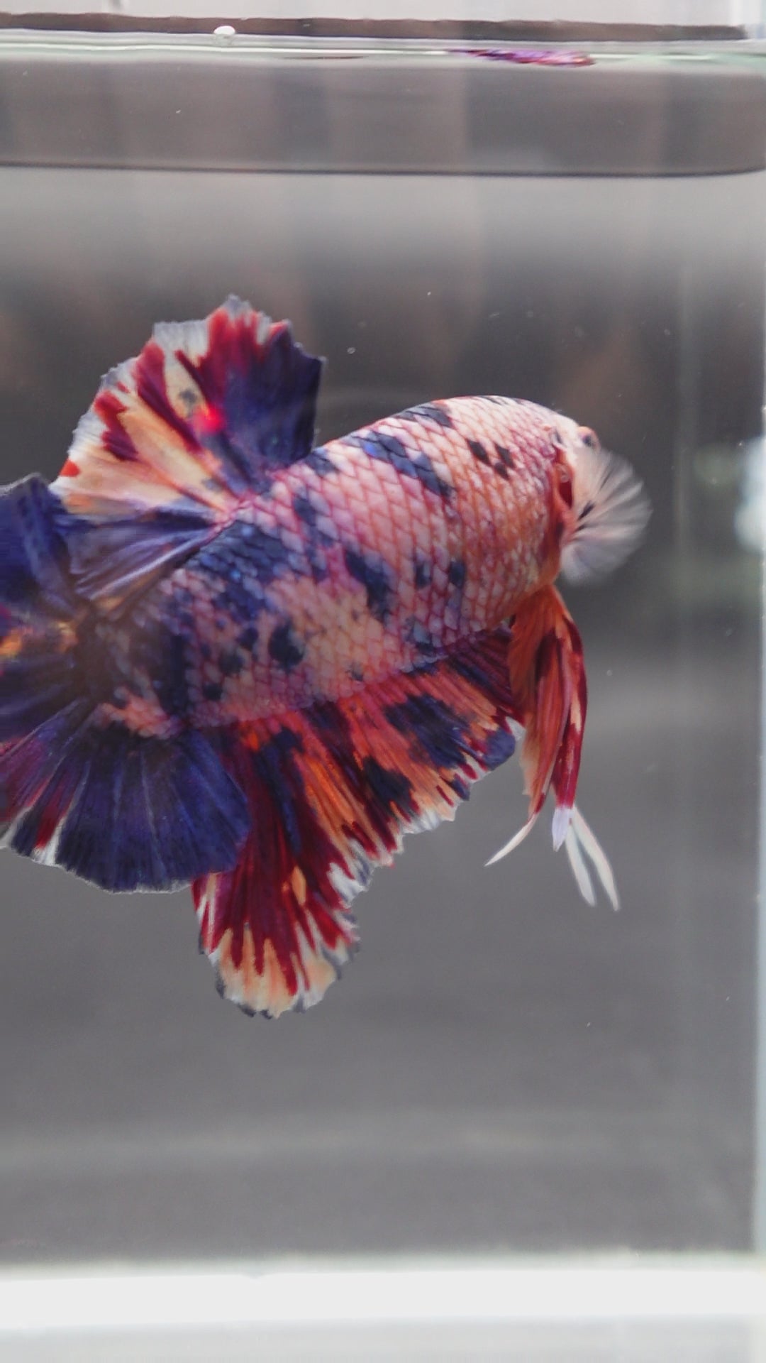 Rare Giant Multicolors Betta Fish