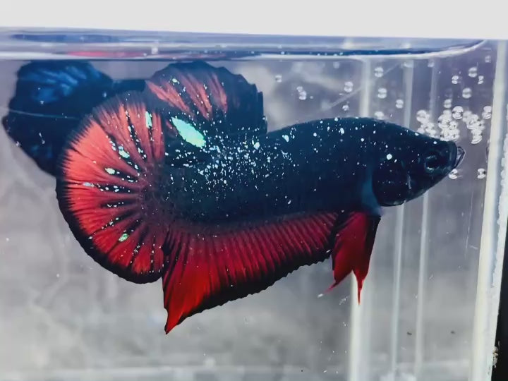 Rare Avatar Betta Fish