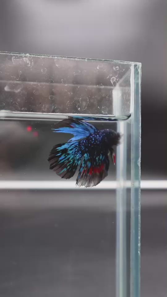 Rare Halfmoon Black Star Betta Fish