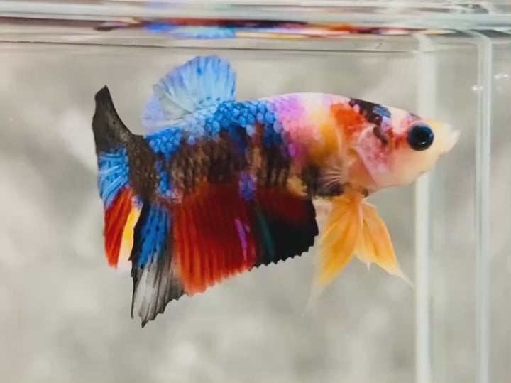Rare Pair Koi Multicolors Betta Fish