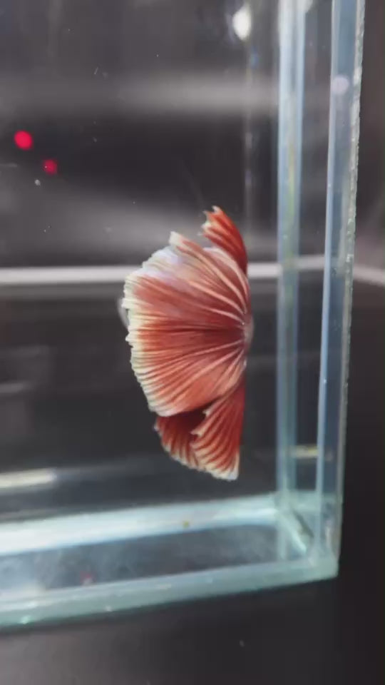 Rare Halfmoon Red Copper Betta Fish