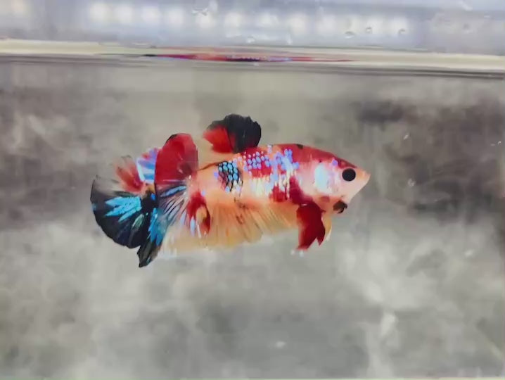 Rare Koi Multicolors Betta Fish