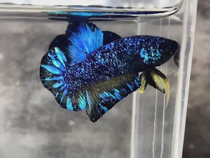 Rare Avatar Betta Fish