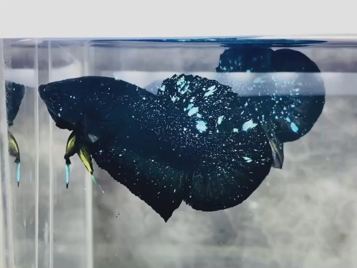 Rare Avatar Betta Fish