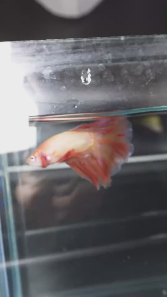Rare Halfmoon Tangerine Betta Fish