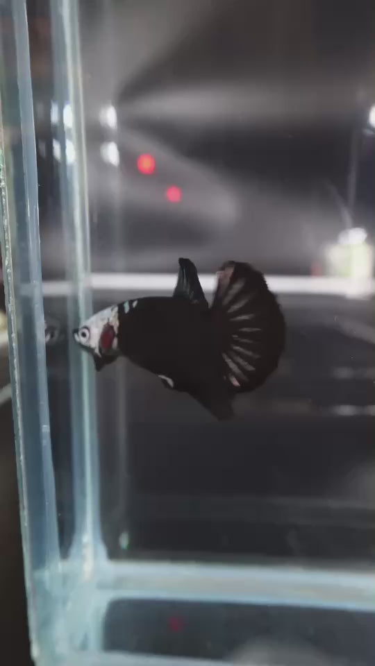 Rare Black Samurai Betta Fish