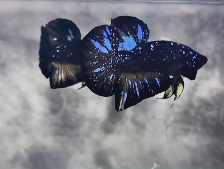 Rare Avatar Betta Fish