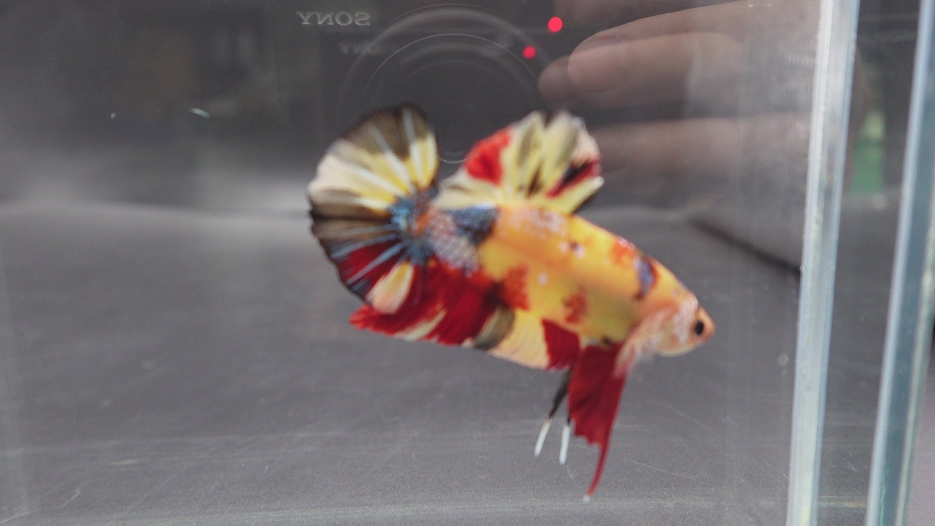 Rare Giant Multicolors Betta Fish