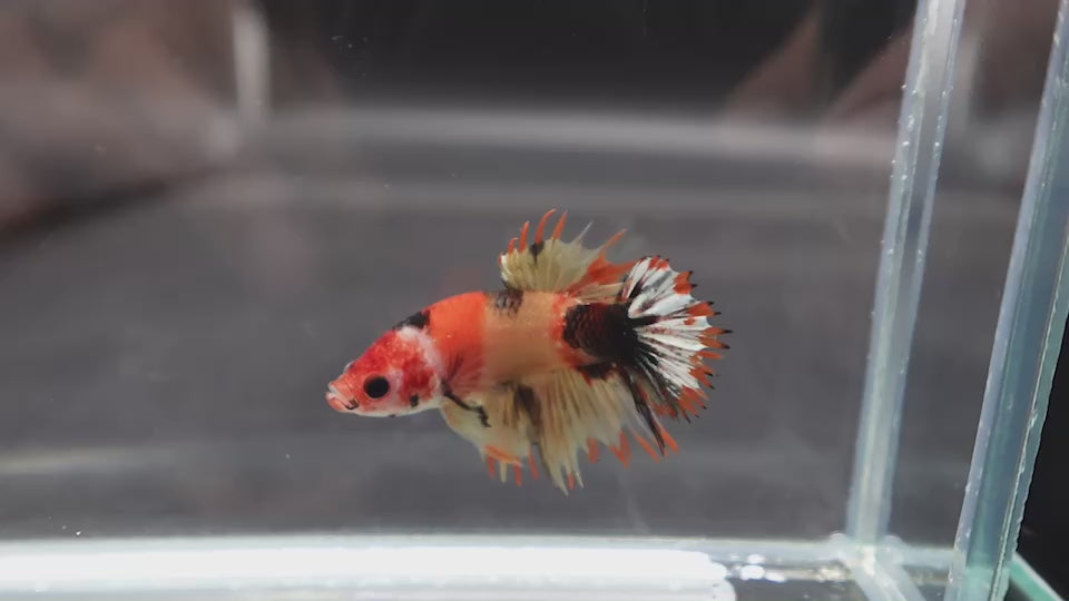 Competition CTPK Koi Betta Fish