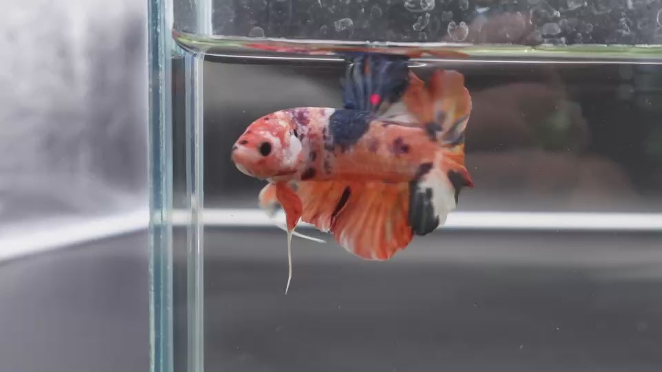 Rare Giant Multicolors Betta Fish