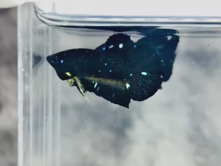 Rare Avatar Betta Fish