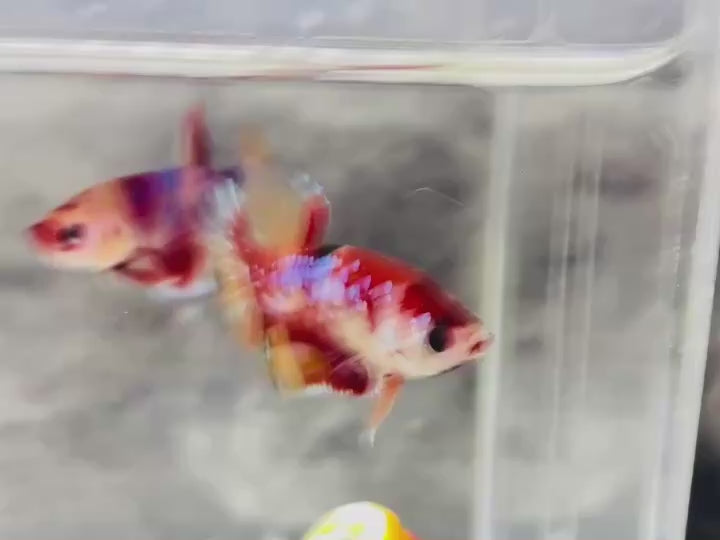 Rare Koi Multicolors Betta Fish