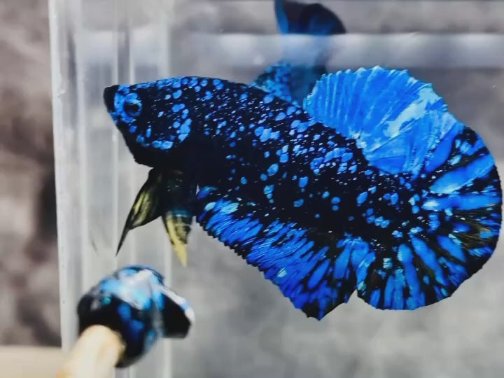 Rare Avatar Betta Fish